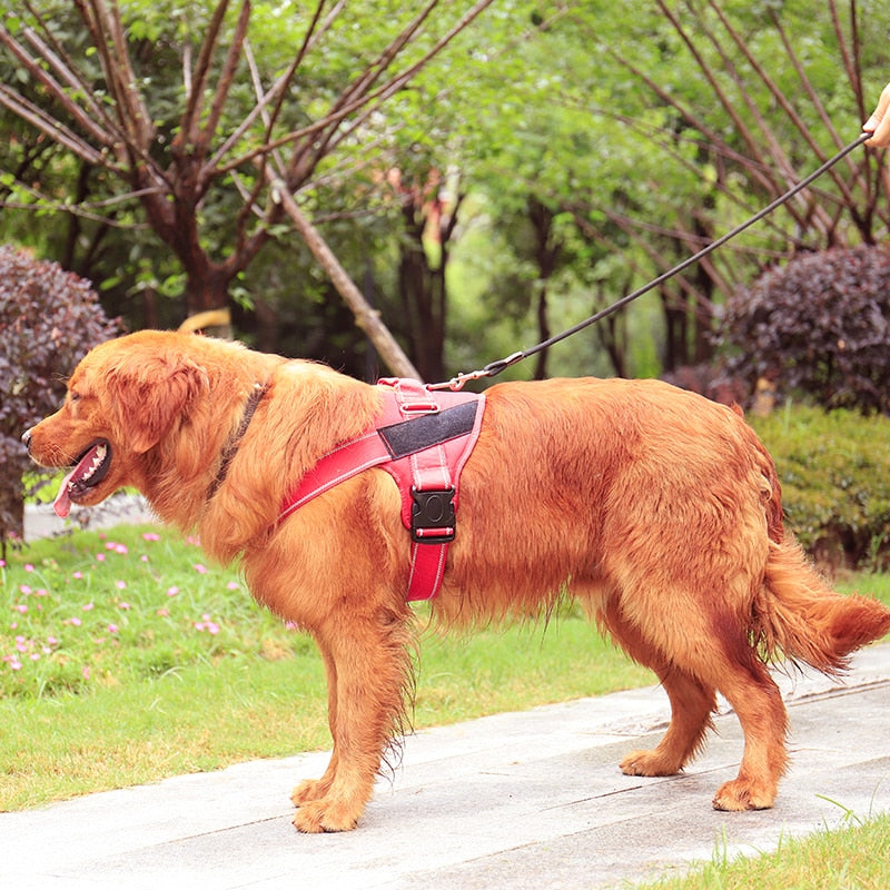 Pets Love - Named Dog Harness
